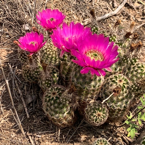 Meet your Posher, Posh - Picture 1 of 1